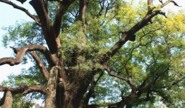 千年树,见证历史的绿色传奇