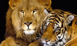 老虎视频动物世界